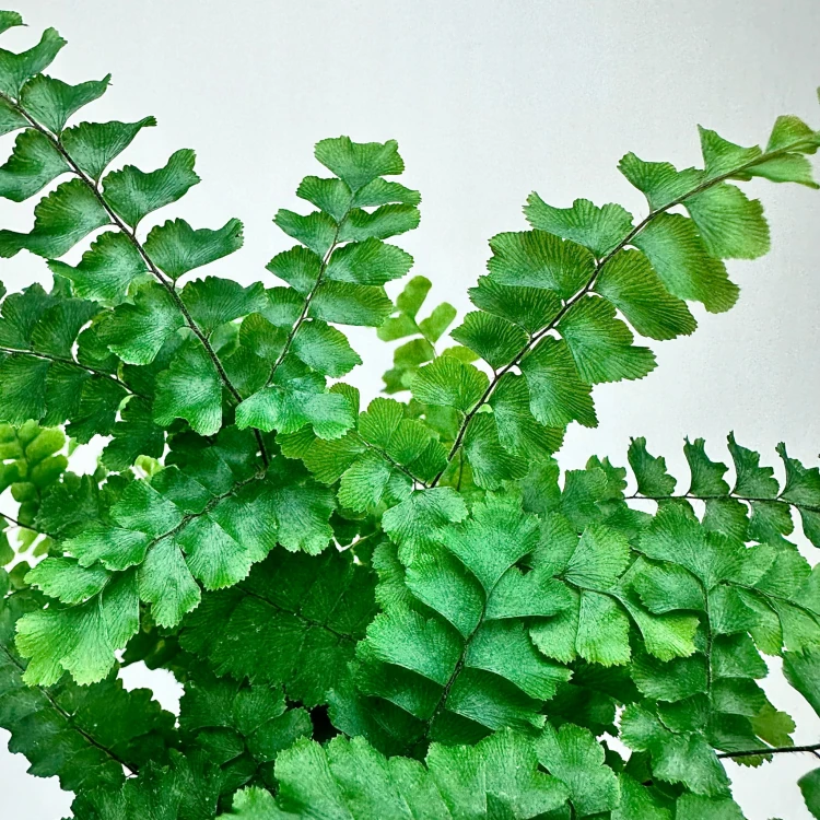 Adiantum Pubescens Paproć P9 #5