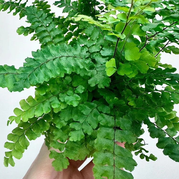 Adiantum Pubescens Paproć P9 #6