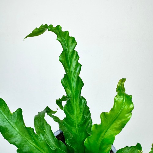 Asplenium Antiquum Osaka Paproć Zanokcica P11 #2