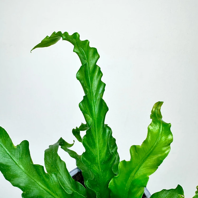 Asplenium Antiquum Osaka Paproć Zanokcica P11 #2
