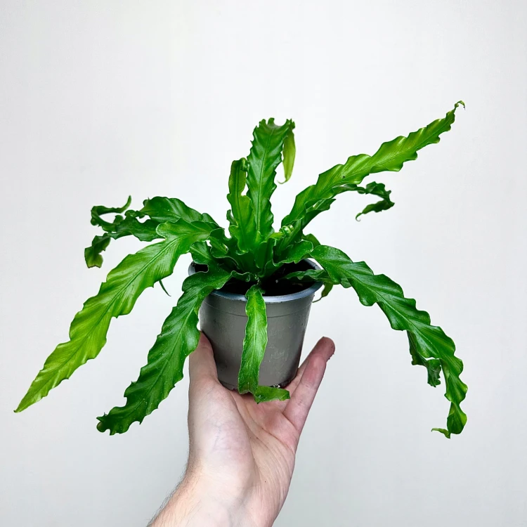 Asplenium Antiquum Osaka Paproć Zanokcica P11 #3