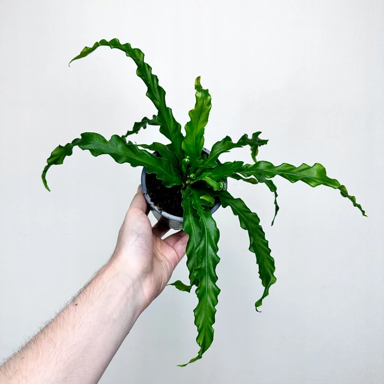 Asplenium Antiquum Osaka Paproć Zanokcica P11 #4
