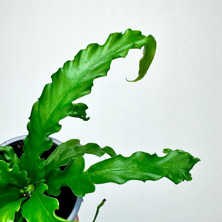 Asplenium Antiquum Osaka Paproć Zanokcica P11 #5
