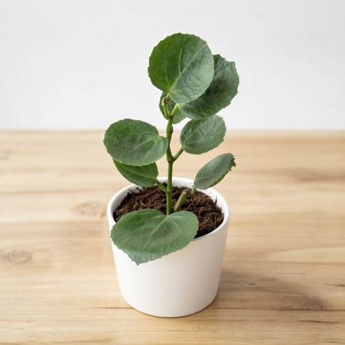 Cissus rotundifolia Cissus cukrowy P9 #1
