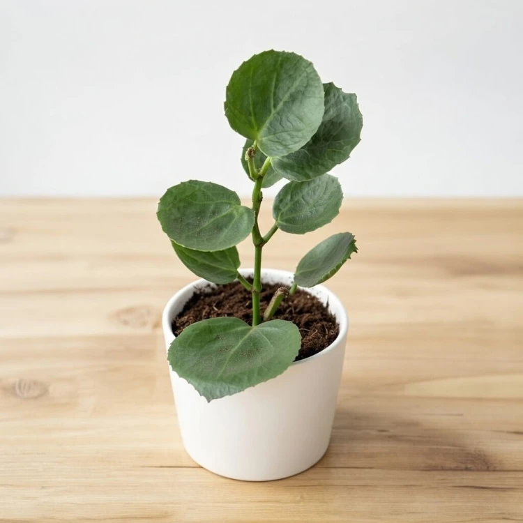 Cissus rotundifolia Cissus cukrowy P9 #1