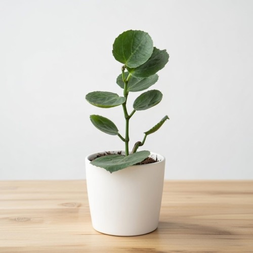 Cissus rotundifolia Cissus cukrowy P9 #2