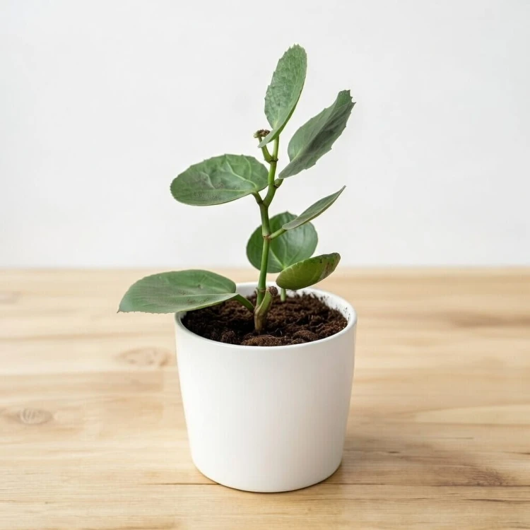 Cissus rotundifolia Cissus cukrowy P9 #3