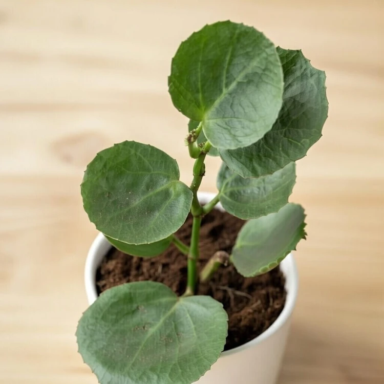 Cissus rotundifolia Cissus cukrowy P9 #4