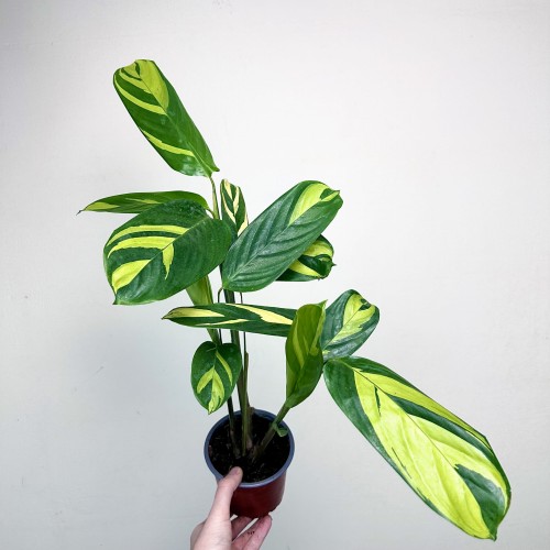 Ctenanthe lubbersiana Golden Mosaic P12 #1