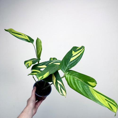 Ctenanthe lubbersiana Golden Mosaic P12 #2