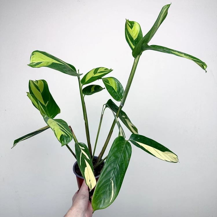 Ctenanthe lubbersiana Golden Mosaic P12 #3