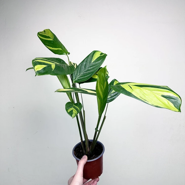 Ctenanthe lubbersiana Golden Mosaic P12 #4