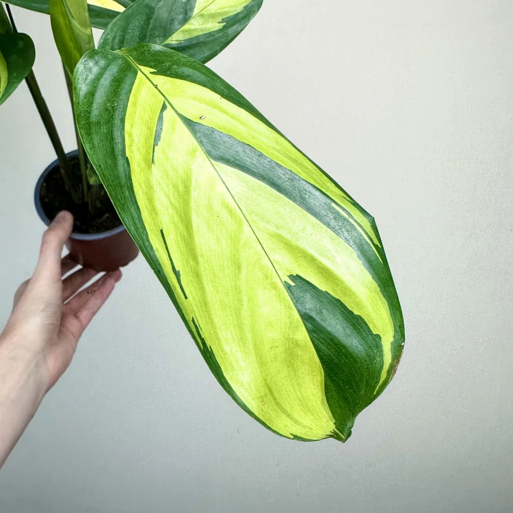 Ctenanthe lubbersiana Golden Mosaic P12 #5