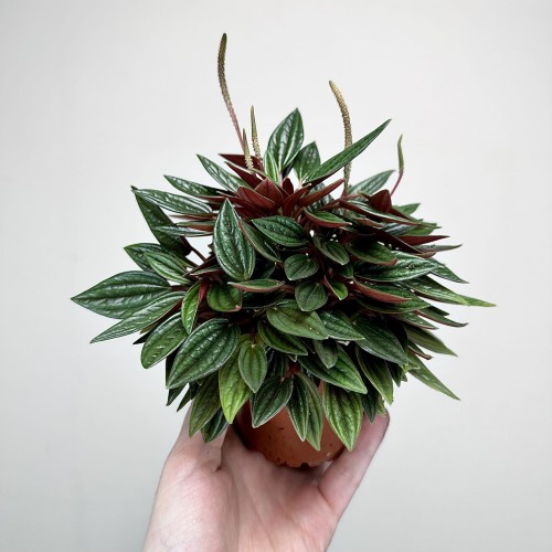 Peperomia Kędzierzawa Caperata Rosso P9 #1