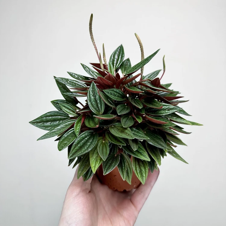 Peperomia Kędzierzawa Caperata Rosso P9 #1