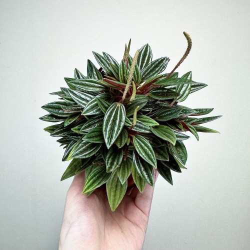 Peperomia Kędzierzawa Caperata Rosso P9 #2