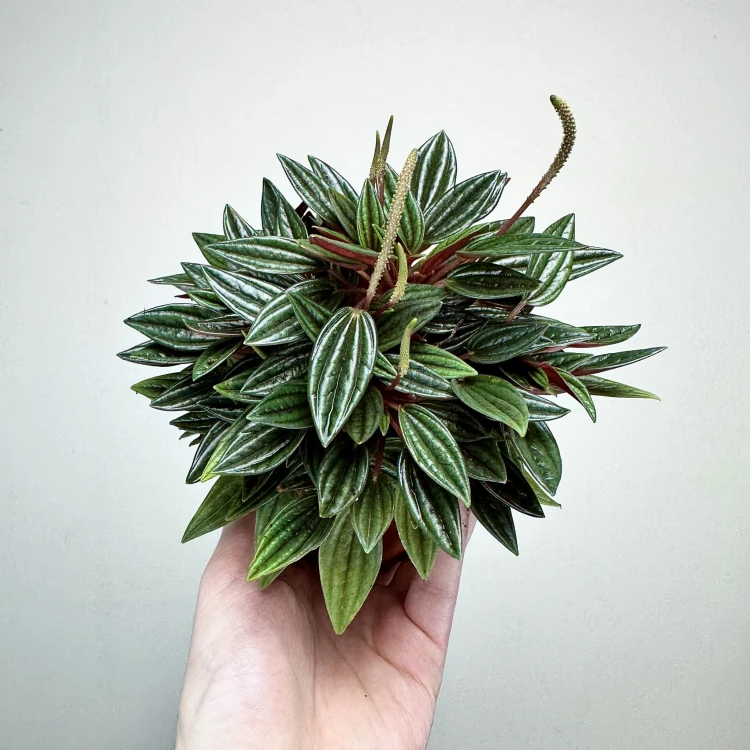 Peperomia Kędzierzawa Caperata Rosso P9 #2