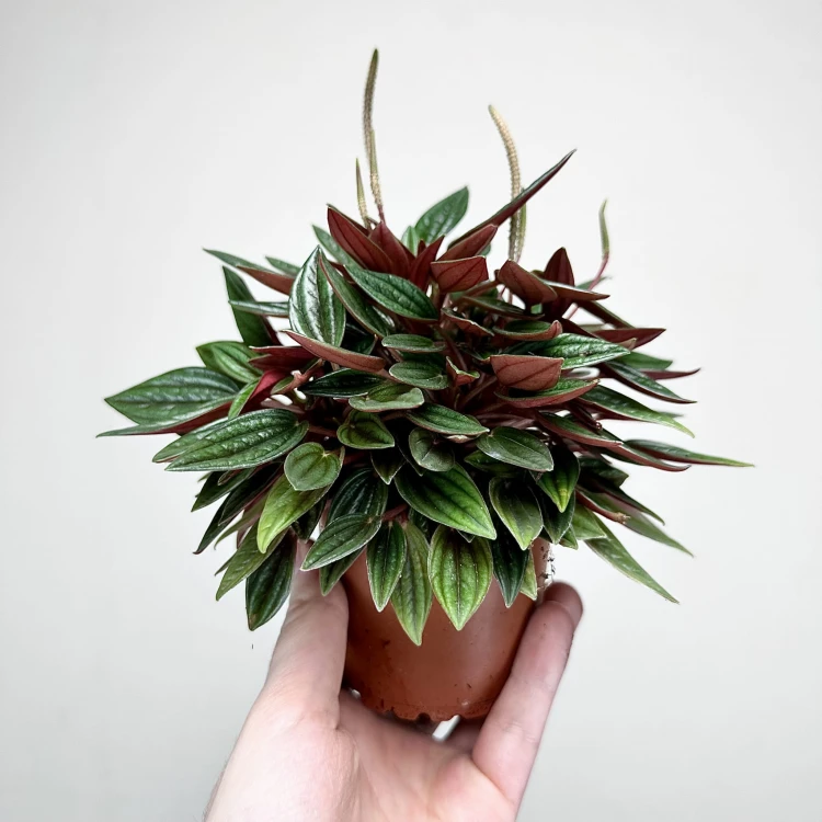 Peperomia Kędzierzawa Caperata Rosso P9 #3