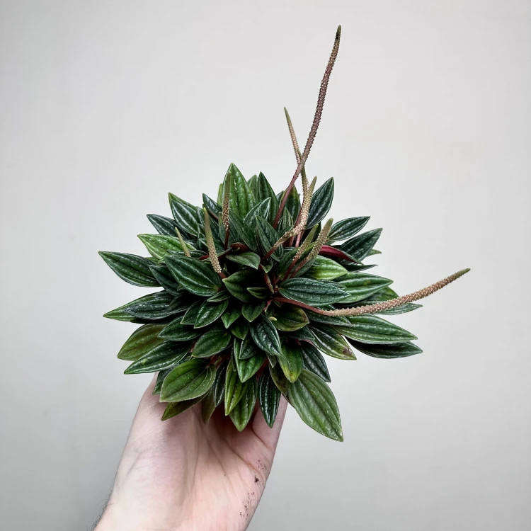 Peperomia Kędzierzawa Caperata Rosso P9 #4