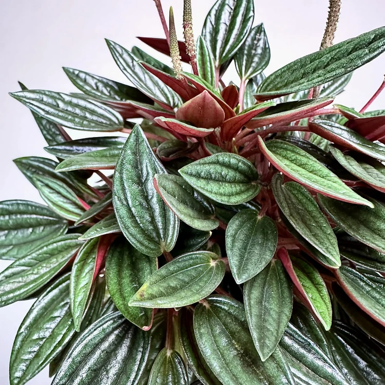 Peperomia Kędzierzawa Caperata Rosso P9 #5