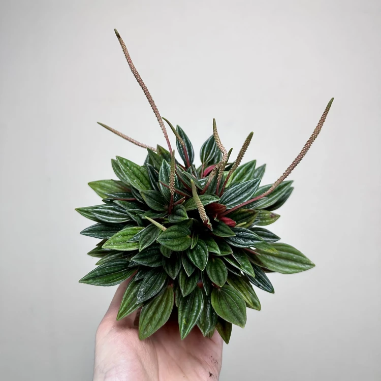 Peperomia Kędzierzawa Caperata Rosso P9 #6