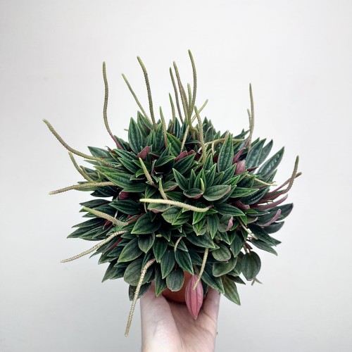 Peperomia Kędzierzawa Caperata Rosso P11 #1