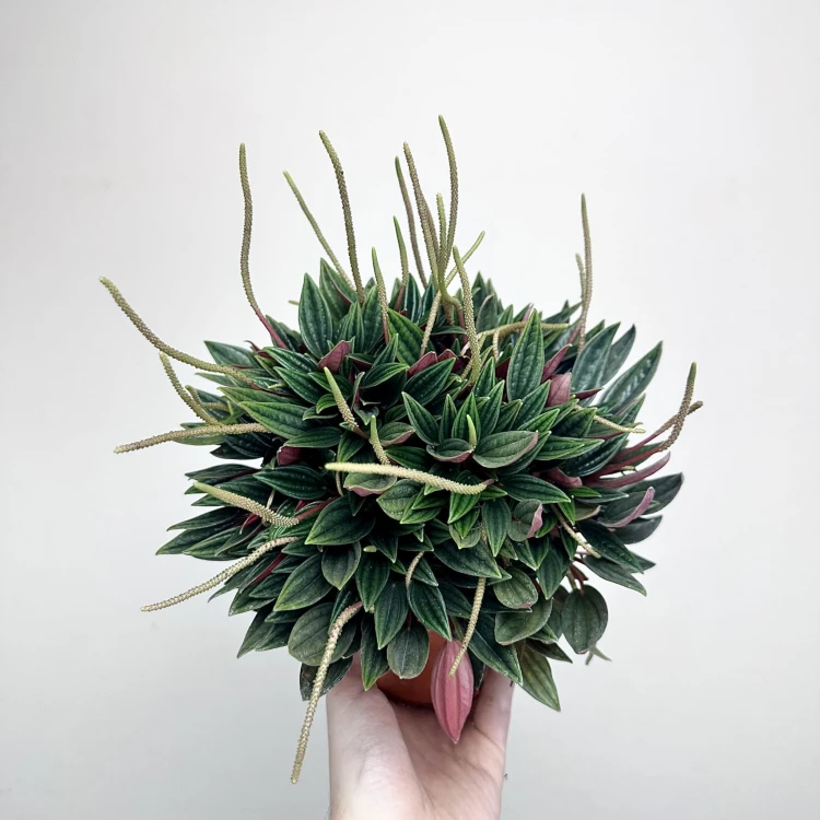 Peperomia Kędzierzawa Caperata Rosso P11 #1