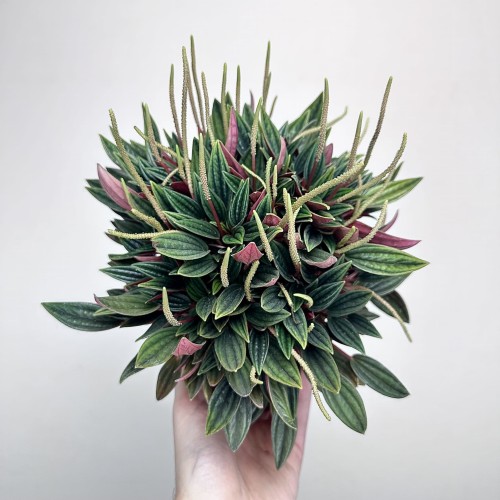 Peperomia Kędzierzawa Caperata Rosso P11 #2