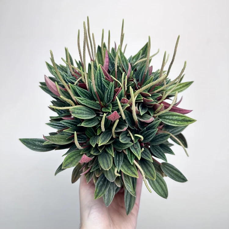 Peperomia Kędzierzawa Caperata Rosso P11 #2