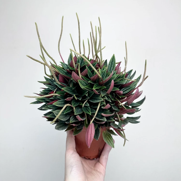 Peperomia Kędzierzawa Caperata Rosso P11 #3