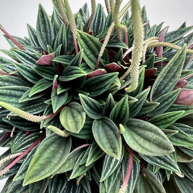 Peperomia Kędzierzawa Caperata Rosso P11 #5