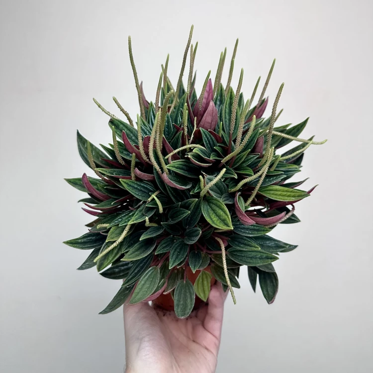 Peperomia Kędzierzawa Caperata Rosso P11 #6