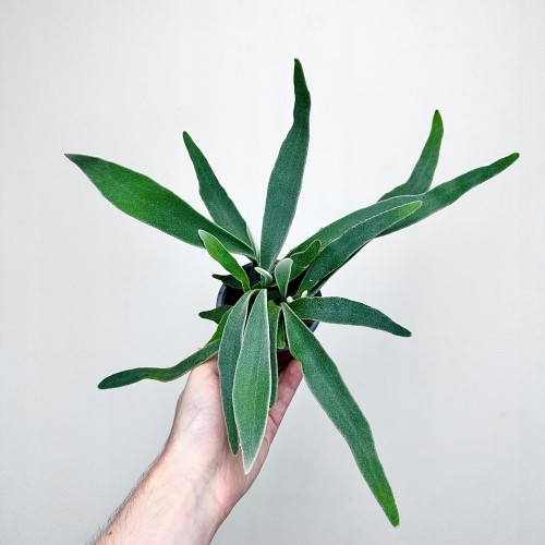 Platycerium Veitchii Braam P9 #1