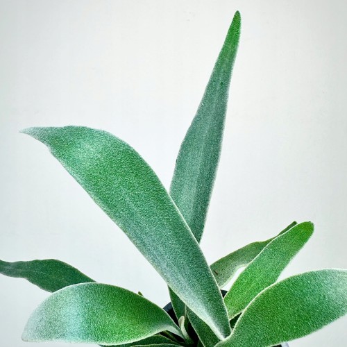 Platycerium Veitchii Braam P9 #2