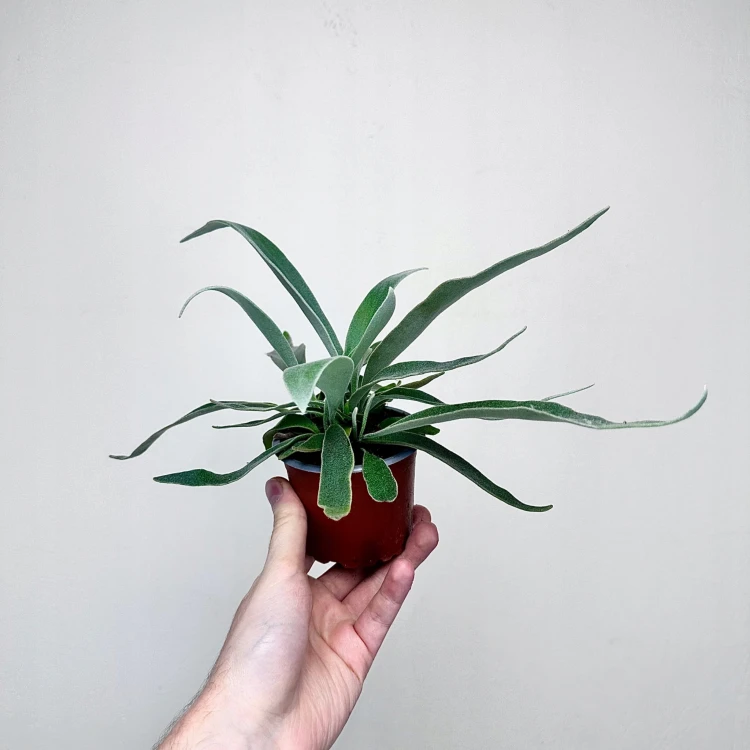 Platycerium Veitchii Braam P9 #3
