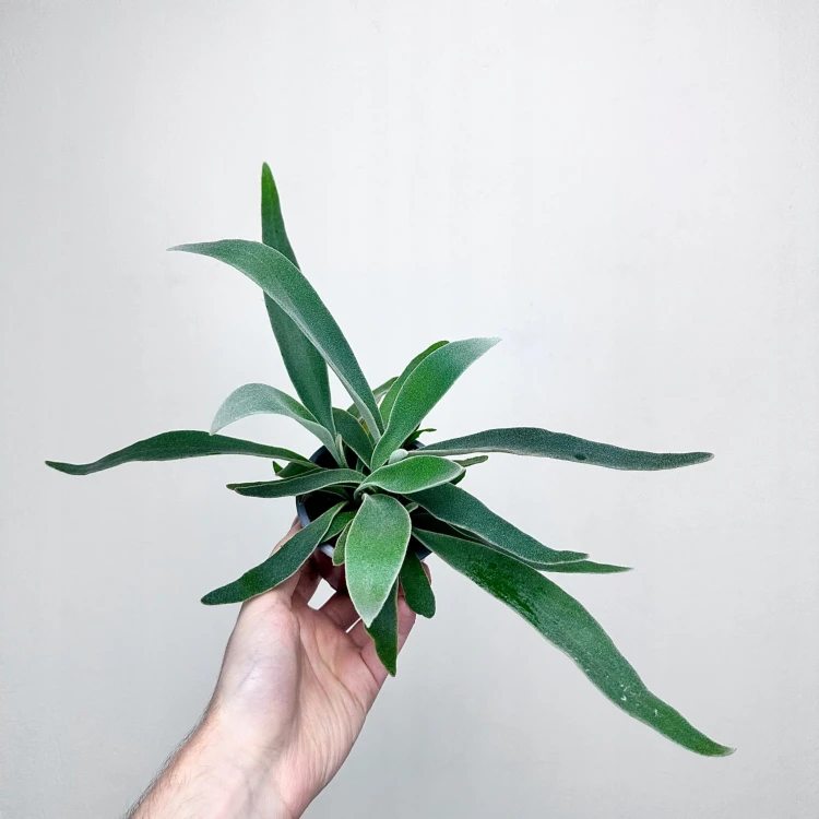 Platycerium Veitchii Braam P9 #4