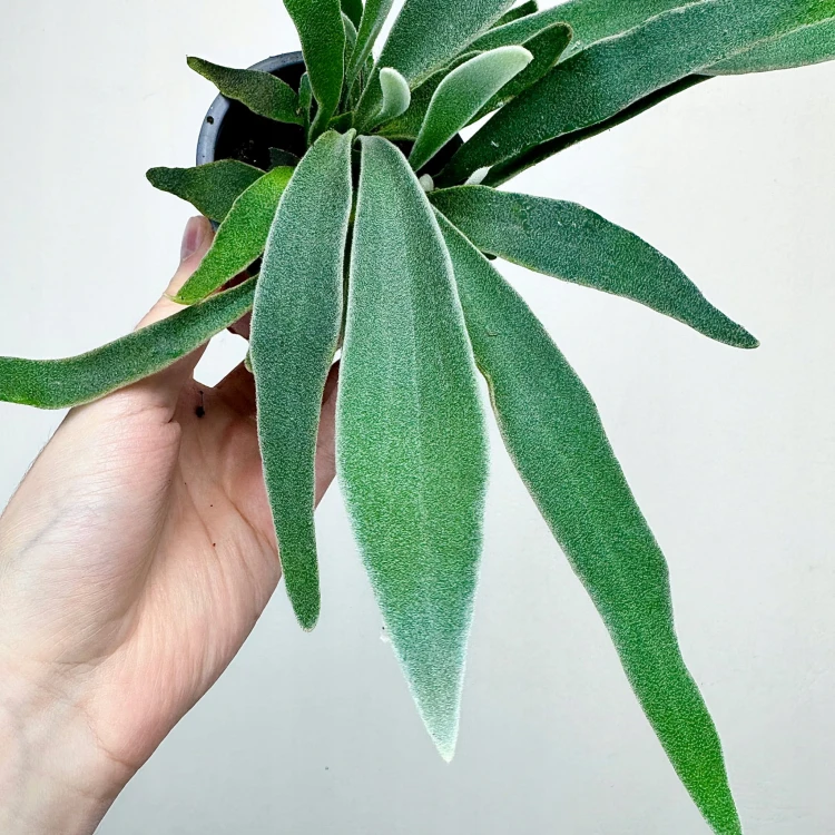 Platycerium Veitchii Braam P9 #5