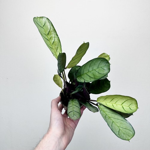 Ctenanthe burle-marxii Amagris P9 #1