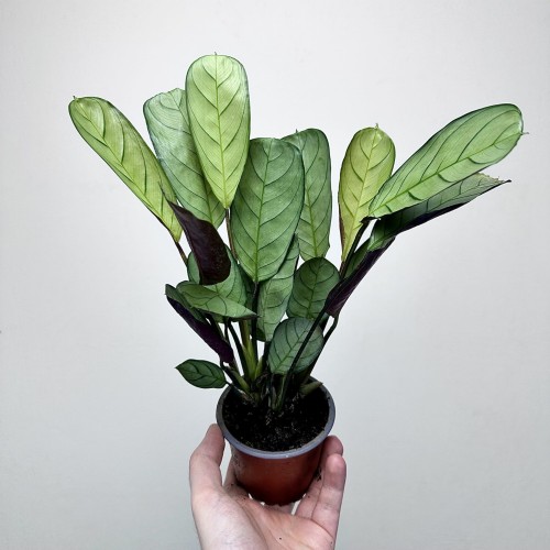 Ctenanthe burle-marxii Amagris P9 #2