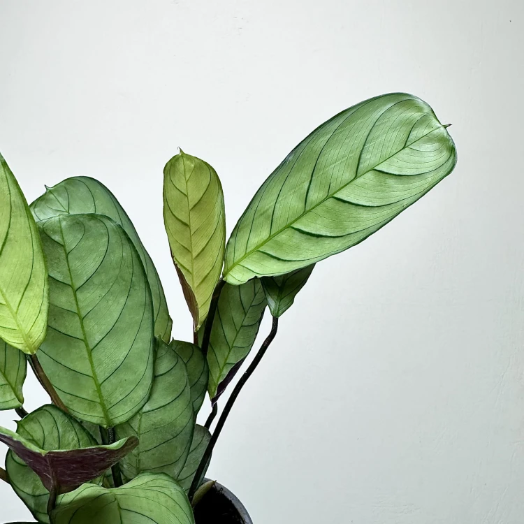 Ctenanthe burle-marxii Amagris P9 #3