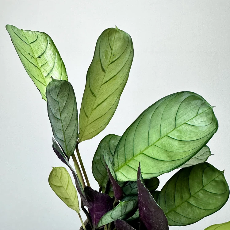 Ctenanthe burle-marxii Amagris P9 #4