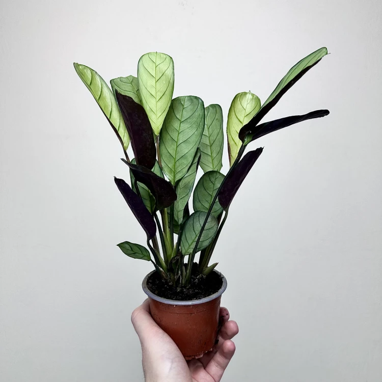 Ctenanthe burle-marxii Amagris P9 #5