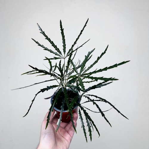 Schefflera Dizygotheca elegantissima Szeflera Dizygoteka P9 #1