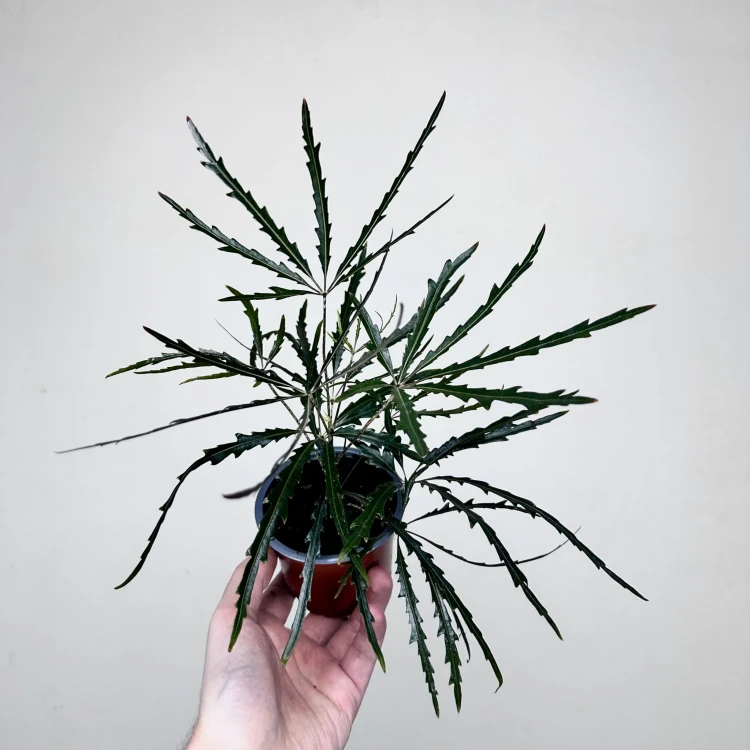 Schefflera Dizygotheca elegantissima Szeflera Dizygoteka P9 #1