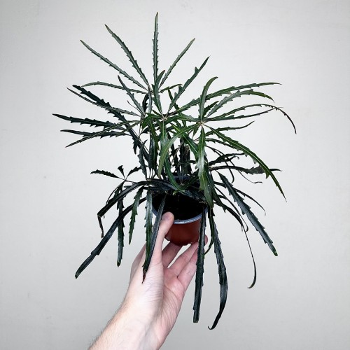 Schefflera Dizygotheca elegantissima Szeflera Dizygoteka P9 #2