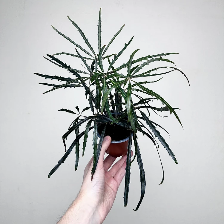Schefflera Dizygotheca elegantissima Szeflera Dizygoteka P9 #2