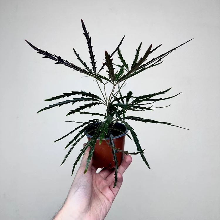 Schefflera Dizygotheca elegantissima Szeflera Dizygoteka P9 #3