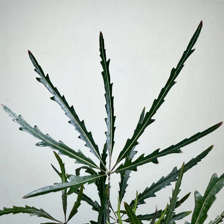 Schefflera Dizygotheca elegantissima Szeflera Dizygoteka P9 #4
