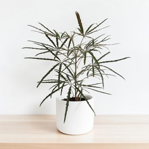 Schefflera Dizygotheca elegantissima Szeflera Dizygoteka P11 #1