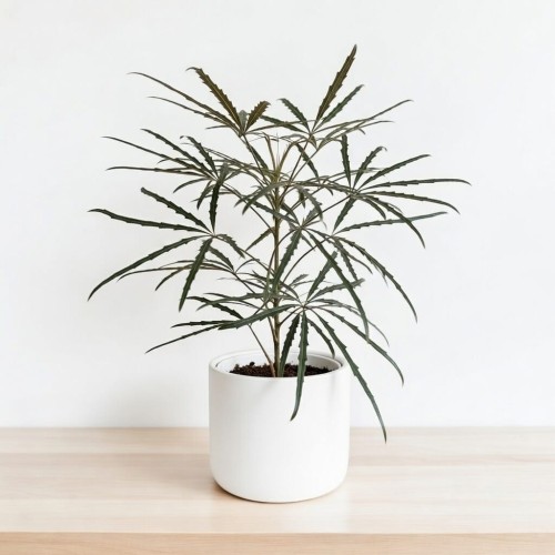 Schefflera Dizygotheca elegantissima Szeflera Dizygoteka P11 #2